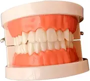 Cabilock Standard Teeth Model for Oral Education Teaching Supplies for Studying Tooth Anatomy for Brushing and Flossing Practice for Teachers