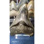 （已售出）巨齒鯊牙化石 巨齒鯊 鯊魚牙齒 化石 MEGALODON