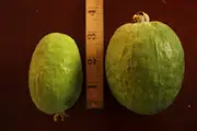 Buy Feijoa Mammoth Tree (Acca sellowiana)