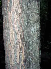 Buy Cedar Wattle Trees - Acacia elata