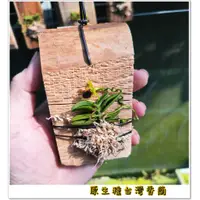 在飛比找蝦皮購物優惠-超迷你蘭花 台灣原生香蘭已上板  蘭花上板   上板植物(蝴