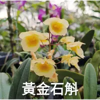 在飛比找蝦皮購物優惠-甜甜價🌸黃金石斛蘭（3吋盆） 🌸花苗🌸3~5月開花