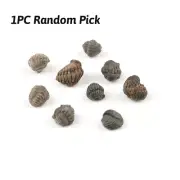 Random 1pc Mini Trilobite Fossil Reedops Phacops Devonian Stone Morocco Specimen