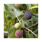 FIG TREE Fragrance Oil for making Candles, Soaps, Wax Melts etc.