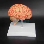 Human Right Brain Blood Vessel Medical Display Anatomical Model Deluxe Specimen