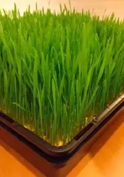 Trays for sprouting Wheat Grass or Barley Grass ( Fine holes + Holding Tray )