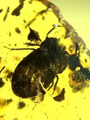 Gelastocoridae Burmite Natural Myanmar Insect Amber Fossil