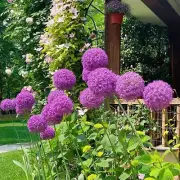 Flower Seeds Giant Allium Seeds Allium Giganteum Green Onion Seeds Outdoor/