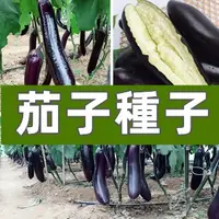 在飛比找蝦皮購物優惠-紫玉長茄種子 農田菜園肉細膩綠白色紫黑長茄茄子蔬菜籽蔬菜種子