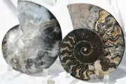 Large Black Ammonite PAIR Deep Crystals 110myo FOSSIL XXL 180mm 7.1" 9526uu