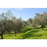 Save 16.99%! Small Group Olive Oil and Wine Tour with Light Lunch