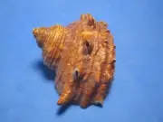 Turbo cornutus Lightfoot, 1786 "NICE HORNS!" (61.0mm)