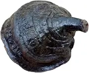 Horseshoe Counter Handle Ganoderma Purple Ganoderma Black Ganoderma, not Bitter, Wild Growth 17.7 OZ.