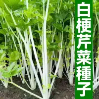 在飛比找蝦皮購物優惠-白玉香芹種子 四季白芹菜種籽 實芹菜籽 秋播蔬菜種籽 盆栽菜