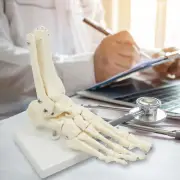 LIFE SIZE FOOT JOINT ANATOMICAL MODEL SKELETON HUMAN MEDICAL ANATOMY