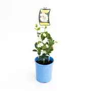 140mm Arabian Jasmine - Jasminum sambac
