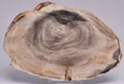 CASUARINA PETRIFIED FOSSIL WOOD, late Oligocene, Queensland Australia S1252