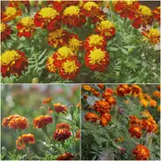 Marigold - Petite Series Harmony seeds