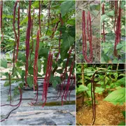 Bean Snake Climbing - Red Noodle seeds