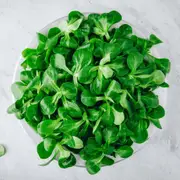 Corn Salad - Large Dutch seeds
