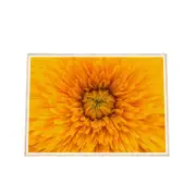 Galrie Stunning Close-Up of a Yellow Flower Fine Art Photography Print, Wood Frame, 50 x 70cm (20 x 28inch)