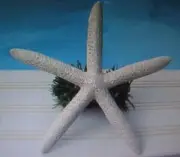 WHITE STARFISH (real) Christmas Tree Topper 5"