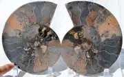 Large Ammonite PAIR Deep Crystals 110myo Dino age FOSSIL XXL 176mm 7.0" 9545cc
