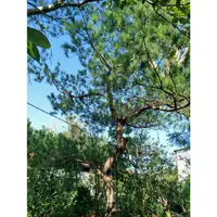 在飛比找蝦皮購物優惠-元茂園藝龍潭園區 大型/五葉松 塑型庭園樹/足三十年盆栽