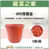 在飛比找momo購物網優惠-【蔬菜之家】8吋荷蘭盆、栽培盆-5個/組(紅盆 種植盆 花盆