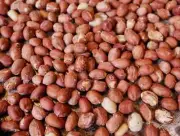 Premium Roasted Peanuts 100g - 1Kg For Snack Spices 100% Organic and Pure