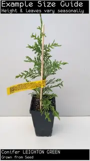 Buy Conifer Conifer Leighton Green Trees (Cupressocyparis leylandii)