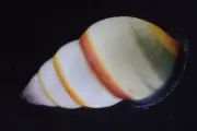 1396. Collection Land Snail Shell Amphidromus sp 31mm. Vietnam Central