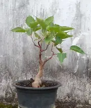 Sacred fig | Ficus Religiosa | Peepul Actual Bonsai Tree | With Phytosanitary