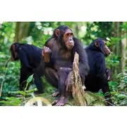 Save 5.00%! 2 Days of Chimpanzee Trekking - Nyungwe National Park