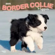 2025 Border Collie Puppies Wall Calendar