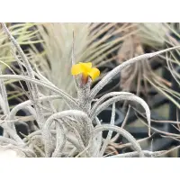 在飛比找蝦皮購物優惠-綠房子空氣鳳梨  迷你型黃色香花 Tillandsia cr