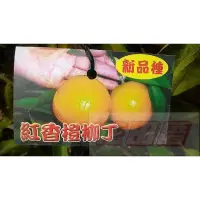 在飛比找蝦皮購物優惠-水果苗  紅香橙柳丁  4.5吋盆高60-90cm紅江橙柳丁