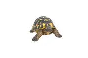 Northcote Pottery Resin Tortoise Herman Statue Garden Display Outdoor Decor