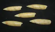 50-55 mm 5 Pcs Terebellum Conch Seashell Sea Shell
