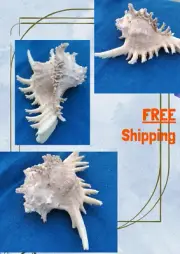 large sea shell natural seashell conch rare aquarium shells murex real seashells