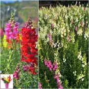 Snapdragon - Magic Carpet Mixed seeds