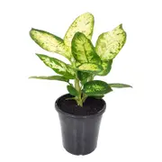 180mm Sublime - Dieffenbachia maculata
