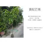 心栽花坊-貴妃芒果/8吋/水果苗/嫁接苗/售價1600特價1200