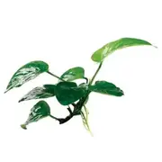 Anubias Barteri For Fish Shrimp Snail Tank Aquarium