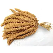 Millet Spray 15kg