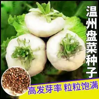 在飛比找Yahoo!奇摩拍賣優惠-現貨 快速發貨 特價溫州盤菜種籽浙江大盤菜種子四季秋冬季蘿卜