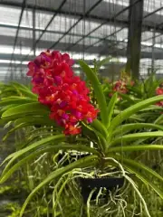 Ruby Hybrid Thai Vanda Orchid (Pine River × Bangkok Sunset) "Ruby and pink lip"