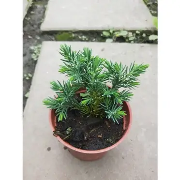 杜松盆栽的價格推薦- 2025年04月|飛比價格 杜松盆栽的價格推薦- 2025年04月|飛比價格