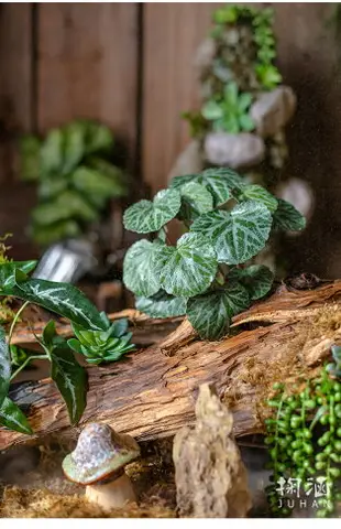 掬涵仿真高檔彩葉芋蕨類植物把束綠植背景墻花藝配材插花森系裝飾