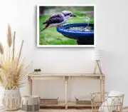 Kookaburra Print, Blue Winged Wall Art, Kookaburra Framed Bird Wall Art, Animal